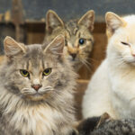 cats